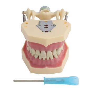 Стандартная демонстрация стоматологического обучения в стиле Frasaco С твердой резинкой, доступно 32шт моделей зубов